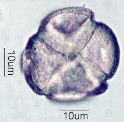 Pieris Pollen