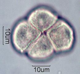 Pieris Pollen