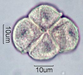 Pieris Pollen