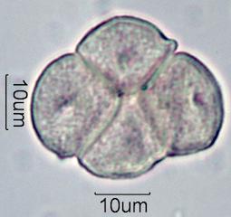 Pieris Pollen