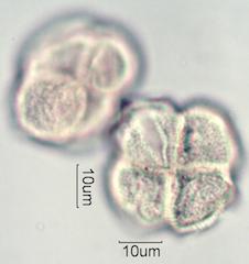 Pieris Pollen