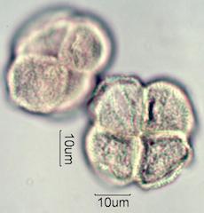 Pieris Pollen