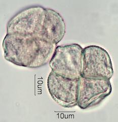 Pieris Pollen