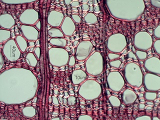 Ulmus thomasii, Cross-Section