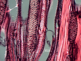 Ulmus thomasii, Tangential-Section