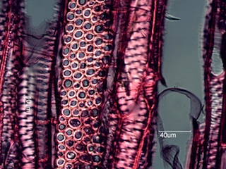 Ulmus thomasii, Tangential-Section