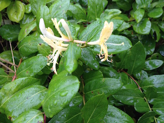 Hawaiian Pollen