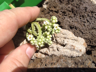 Hawaiian Pollen