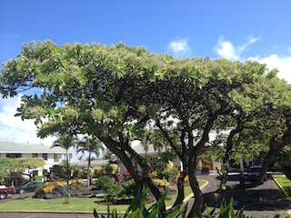 Hawaiian Pollen