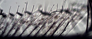 Varied Thrush Feather Barbule Villi