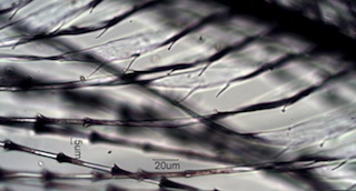 Varied Thrush Feather Barbule Villi