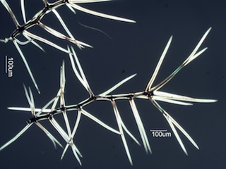 Verbascum thapsus Hair