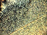 Virgin Nylon CS Spherulites