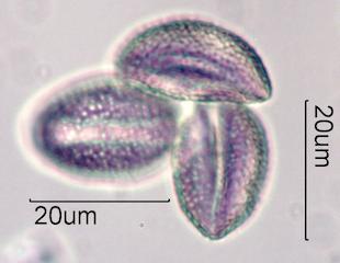 Mexican Fan Palm (Washingtonia robusta) Pollen