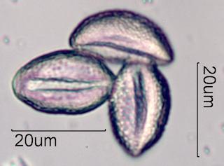 Mexican Fan Palm (Washingtonia robusta) Pollen
