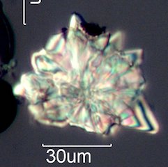 Wax Crystals from Honey