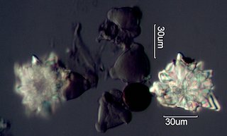 Wax Crystals from Honey