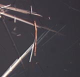 Actinolite