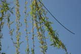 Male Flowers