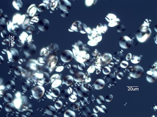 Wheat Starch Under the Microscope
