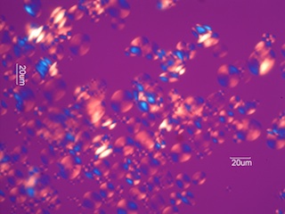 Wheat Starch Under the Microscope