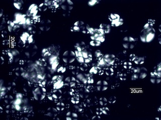 Wheat Starch Under the Microscope