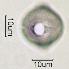 White Clover (Trifolium repens) Pollen