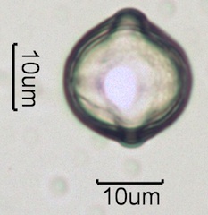 White Clover (Trifolium repens) Pollen