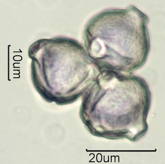 White Clover (Trifolium repens) Pollen