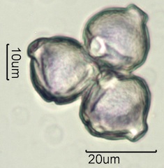 White Clover (Trifolium repens) Pollen