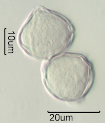 White Clover (Trifolium repens) Pollen