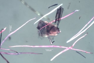 Quercus alba Fibers