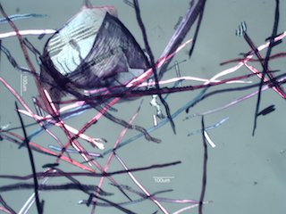 Quercus alba Fibers