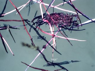 Quercus alba Fibers