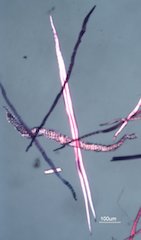 Quercus alba Fibers