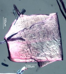 Quercus alba Fibers