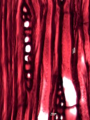 Quercus alba, Tangential-Section