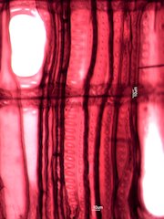 Quercus alba, Tangential-Section