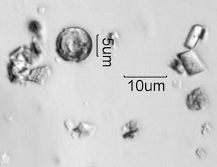 White Rain Particles Under the Microscope