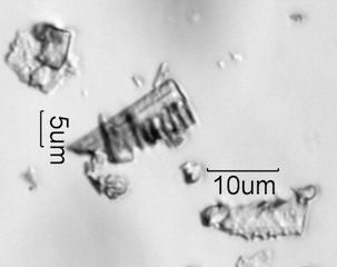 White Rain Particles Under the Microscope