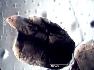 Beach Sand From Waipio, Hawaii (Big Island), Hawaii