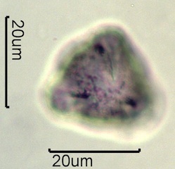 Wild Rose Pollen