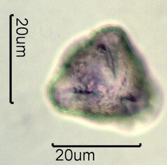 Wild Rose Pollen