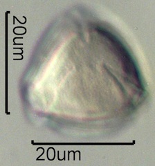 Wild Rose Pollen