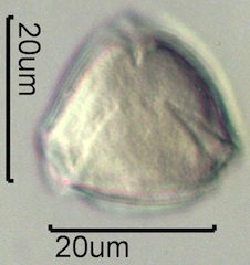 Wild Rose Pollen