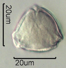 Wild Rose Pollen