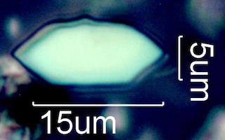Calcium Oxalate Phytoliths