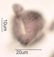 Pollen found in Wililaiki Honey