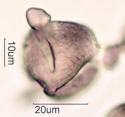 Pollen found in Wililaiki Honey