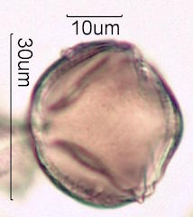 Pollen found in Wililaiki Honey